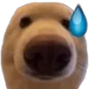 leu_dogscared