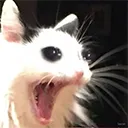 ScreamCat