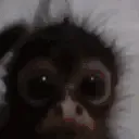 monky