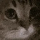 meow meow