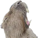 capyroar2