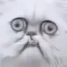 MAAA MAAA