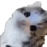 1085443782113239070