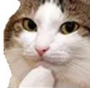 CatThinkSmug CatThinkSmug