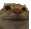 MainCateSmile