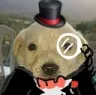 elegante