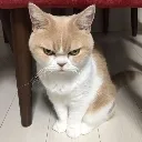 Angry Cat angrycat Discord Emoji