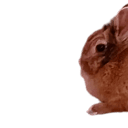 grt_bun_0 Discord emoji
