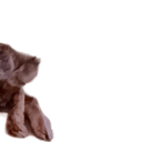 grt_bun_2 Discord emoji