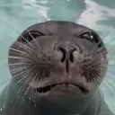 sadsadseal