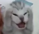 Catscream