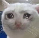 crying_cat