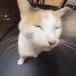 SillyBleh SillyBleh