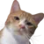 Bruhcat bruhcat Discord Emoji