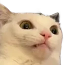 whyami