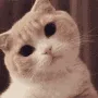 stare