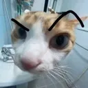 catinbathroomraisedeyebrow