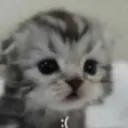 cat_sad