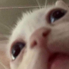 catwuh Discord emoji