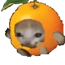catrunorange