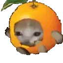 catrunorange