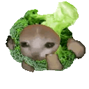 catrunbroccoli