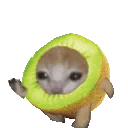catrunkiwi