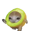 catrunkiwi