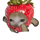 catrunstrawberry