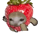 catrunstrawberry