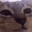 CE_CatChew CE_CatChew