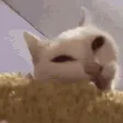 CE_Corn CE_Corn