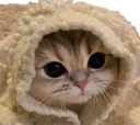 catcozy Discord emoji