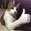 cat_good