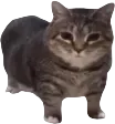 cot