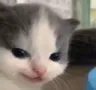 catSmirk