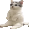 Cat2