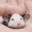 ratpet
