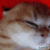 02catshit1