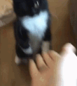 CE_HighFive