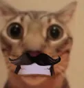 jollygoodshow jollygoodshow