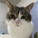 reallycato