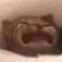xcatsob