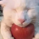 applecar