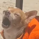 chihuahuaohyeah chihuahuaohyeah