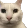 Cat_Canny