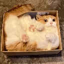 cat_box