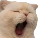 cat_yawn