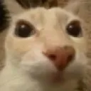 cat_2