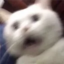 animal_cat19